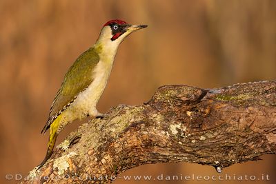 Green Woodpecker (Picus viridis)