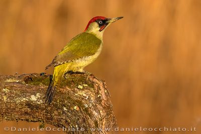 Green Woodpecker (Picus viridis)