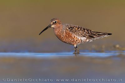 Curlew Sandpiper (Calidris ferruginea)