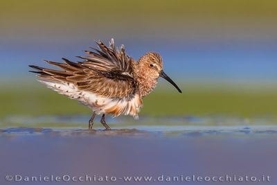Curlew Sandpiper (Calidris ferruginea)