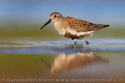 Dunlin (Piovanello pancianera)