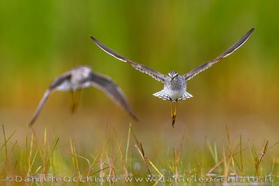Wood Sandpiper (Tringa glareola)