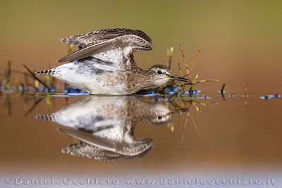Wood Sandpiper (Tringa glareola)