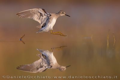 Wood Sandpiper (Tringa glareola)