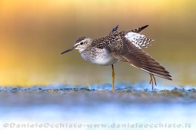 Wood Sandpiper (Tringa glareola)