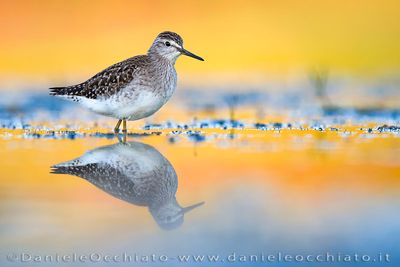Wood Sandpiper (Tringa glareola)