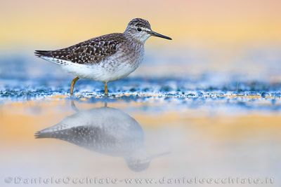 Wood Sandpiper (Tringa glareola)