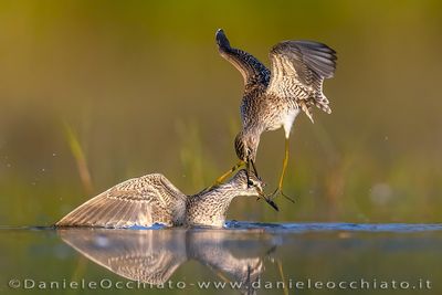 Wood Sandpiper (Tringa glareola)