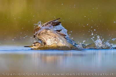Wood Sandpiper (Tringa glareola)