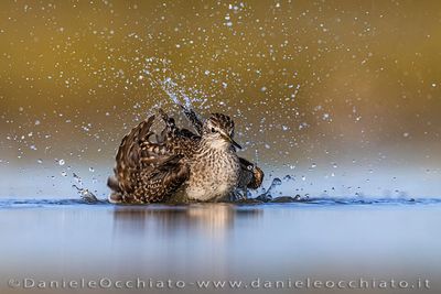 Wood Sandpiper (Tringa glareola)