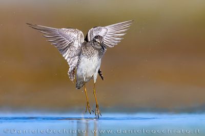 Wood Sandpiper (Tringa glareola)