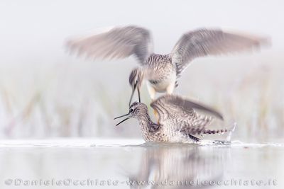 Wood Sandpiper (Tringa glareola)