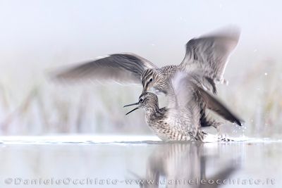 Wood Sandpiper (Tringa glareola)