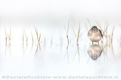 Wood Sandpiper (Tringa glareola)
