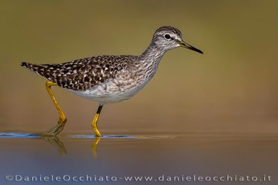 Wood Sandpiper (Tringa glareola)