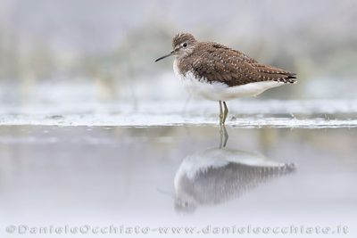 Green Sandpiper (Tringa ochropus)