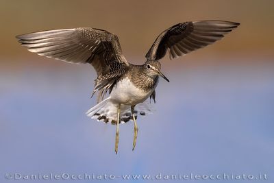 Green Sandpiper (Tringa ochropus)