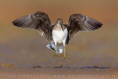 Green Sandpiper (Tringa ochropus)