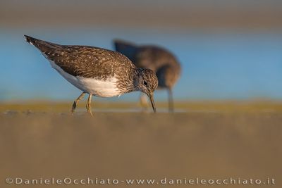 Piro piro culbianco; Green Sandpiper; Tringa ochropus