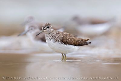Green Sandpiper (Piro-piro culbianco)