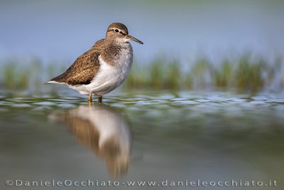 Common Sandpiper (Piro-piro piccolo)