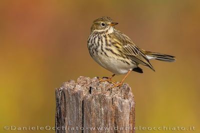 Pispola; Meadow Pipit; Anthus pratensis