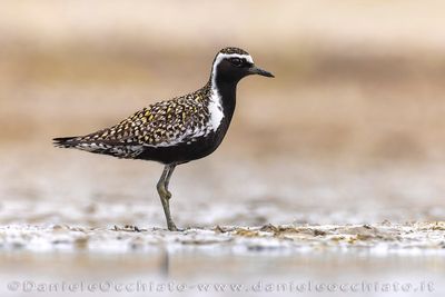 Pacific Golden Plover (Pluvialis fulva)