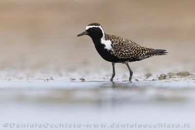 Pacific Golden Plover (Piviere orientale)