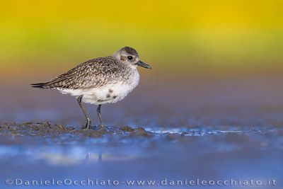 Grey Plover (Pluvialis squatarola)