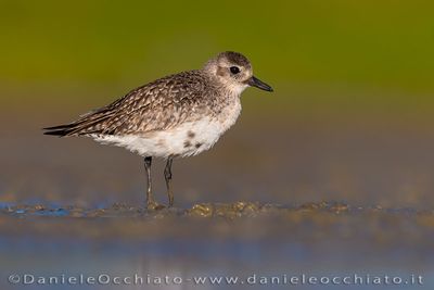 Grey Plover (Pivieressa)