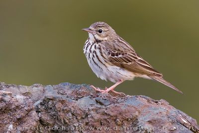 Tree Pipit (Anthus trivialis)