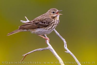 Tree Pipit (Anthus trivialis)