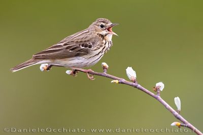 Tree Pipit (Anthus trivialis)