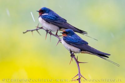 Barn Swallow (Hirundo rustica)