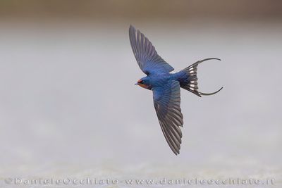 Barn Swallow (Hirundo rustica)