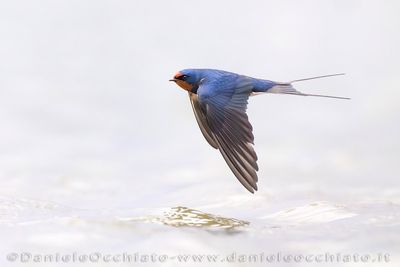 Barn Swallow (Hirundo rustica)