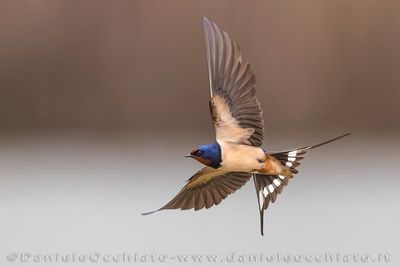 Barn Swallow (Hirundo rustica)