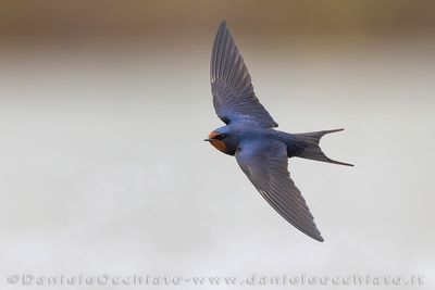 Barn Swallow (Hirundo rustica)