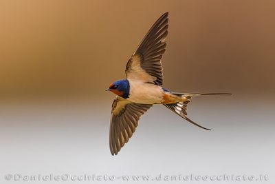 Barn Swallow (Hirundo rustica)