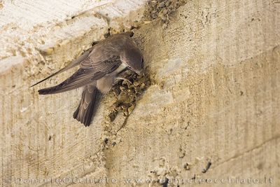 Crag Martin (Ptyonoprogne rupestris)