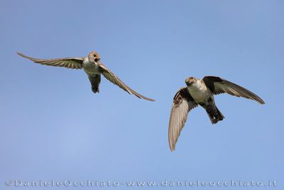 Crag Martin (Ptyonoprogne rupestris)