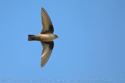 Crag Martin (Rondine montana)