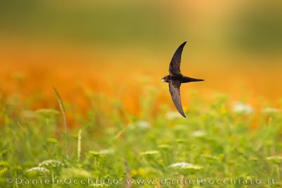 Common Swift (Apus apus)
