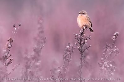 Saltimpalo; European Stonechat; Saxicola rubicola