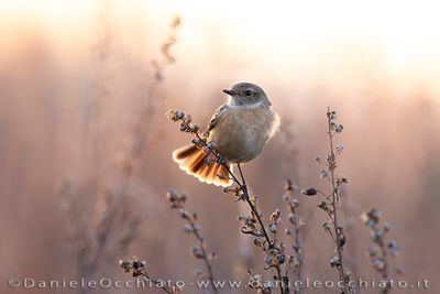 European Stonechat (Saxicola rubicola)