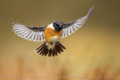 European Stonechat (Saxicola rubicola)