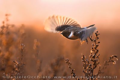 European Stonechat (Saxicola rubicola)