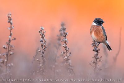 Saltimpalo; European Stonechat; Saxicola rubicola