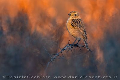 Saltimpalo; European Stonechat; Saxicola rubicola