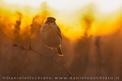 Saltimpalo; European Stonechat; Saxicola rubicola